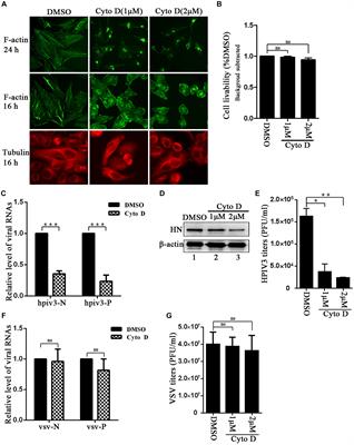 Involvement of Actin-Regulating Factor Cofilin in the Inclusion Body Formation and <mark class="highlighted">RNA Synthesis</mark> of Human Parainfluenza Virus Type 3 via Interaction With the Nucleoprotein